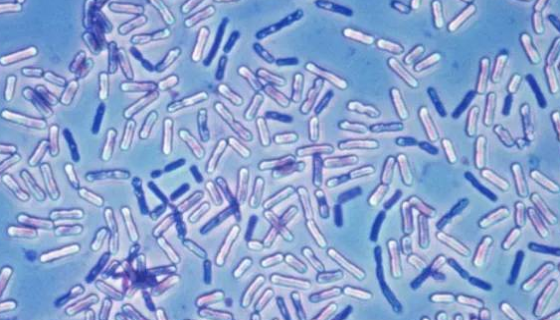 抗生素生产菌：芽孢杆菌属微生物的定义与特点！