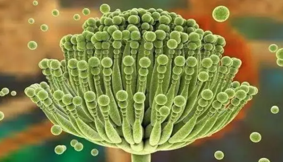 绿色木霉：主要用于利用纤维素水解液生产柠檬酸