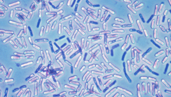 生物有机肥常用菌种巨大芽孢杆菌的功效有哪些？