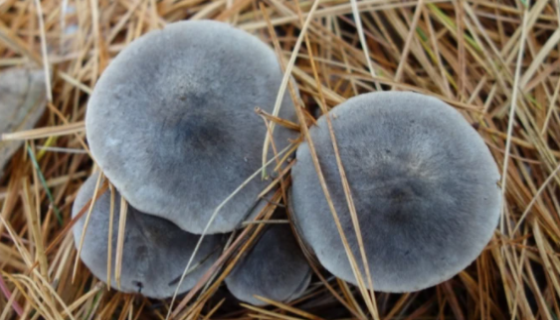 棕灰口蘑的分布地区与生态习性及经济用途！