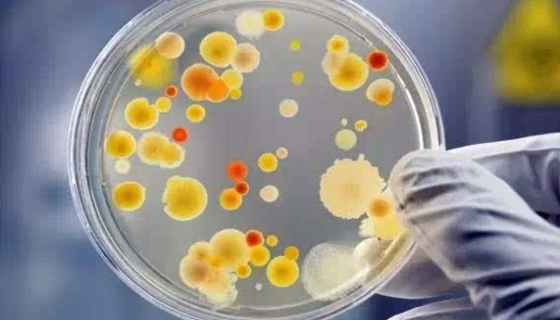 细菌革兰氏、芽孢和荚膜染色法及其注意事项！