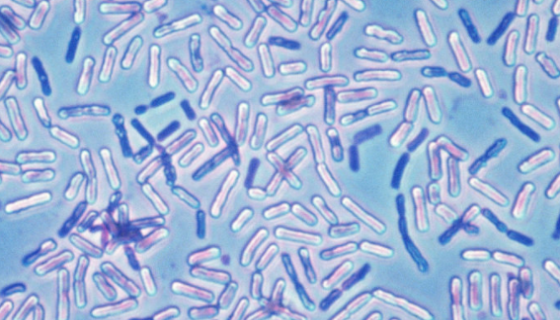胶质芽孢杆菌的特点及未来展望和应用前景！