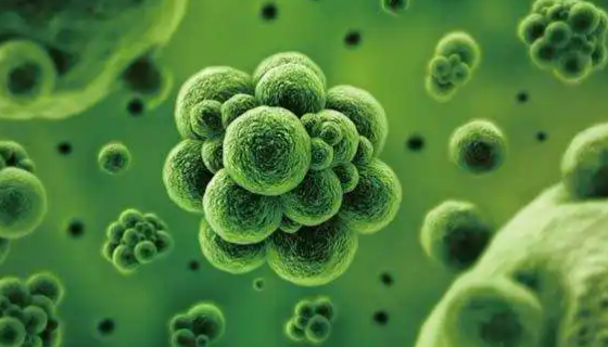 微生物杀虫剂的特点与分类及其他杀虫细菌！