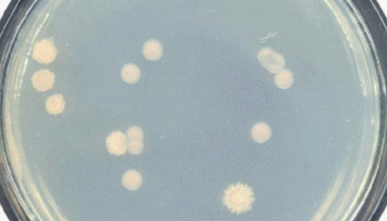 施氏假单胞菌：活性污泥组成菌株，用于污水处理