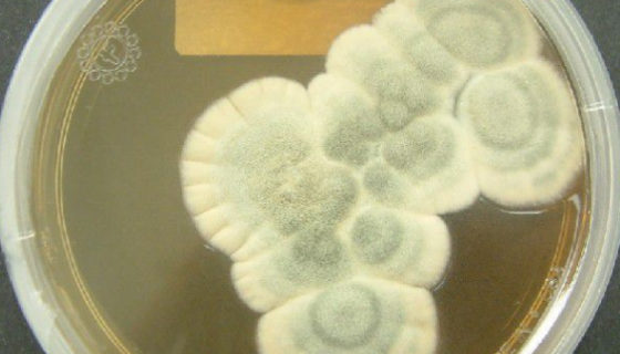产红青霉：除光学仪器外的防霉试验菌种