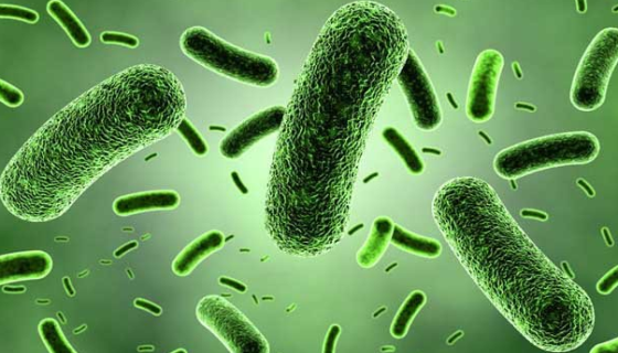 抗生素溶杆菌的特点与优势及微生物培养方法！