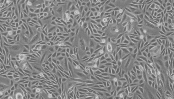大鼠海马小胶质细胞复苏与传代及冻存操作说明！