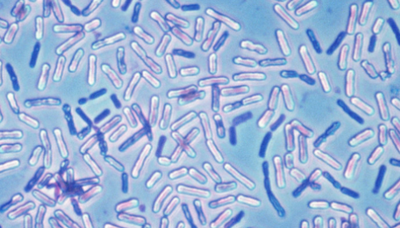 阿氏芽孢杆菌的培养方法与实验内容及使用范围！