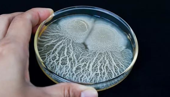 蜡样芽胞杆菌的应用领域与使用方法及注意事项！