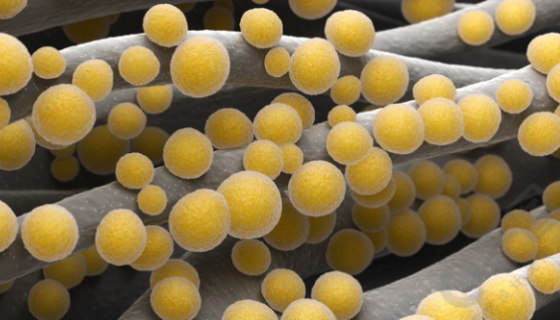 金黄色葡萄球菌的抗生素耐药性及其治疗方法！