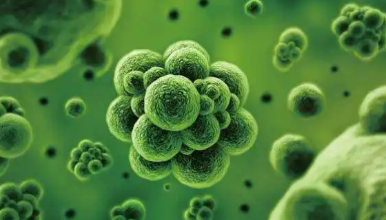 丝瓜枯萎病菌的病原特征与流行规律及防治方法！
