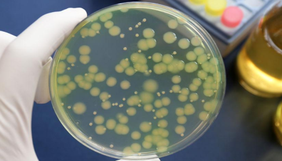 稻生黄单胞菌的培养方法与实验内容及注意事项！