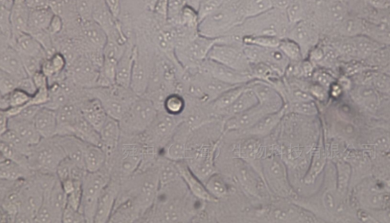 用于种属鉴定报告的：CTLL-2小鼠T细胞