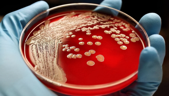 代谢产物具有抗菌活性的：纯白链霉菌粉白变种