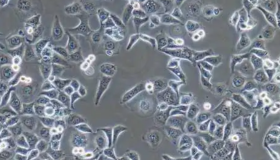 NCI-H1944人非小细胞肺癌贴壁细胞系的应用研究！