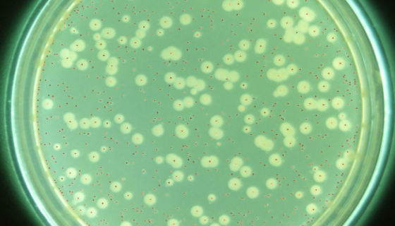 绿针假单胞菌橙色亚种：用于抑制多种病原菌