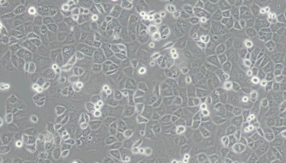 HEK293人胚肾细胞系的作用与应用及相关研究！