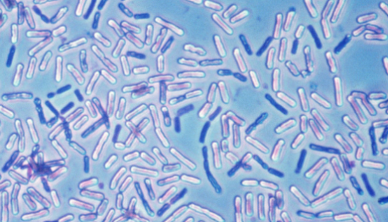 微生物奇兵：胶质芽孢杆菌在环境修复中的神奇应用！