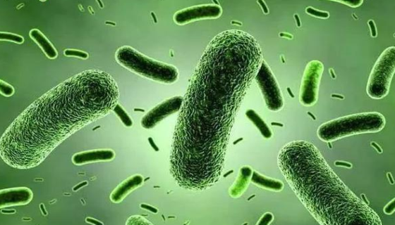 嗜酸乳杆菌：益生菌类保健食品的生产和研究