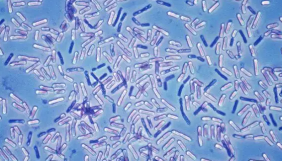 ATCC 35681 固氮类芽孢杆菌冻干管打管说明书！