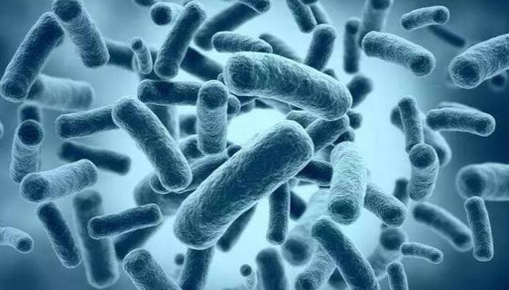 产左聚糖微杆菌的优势特点与微生物培养及注意事项！