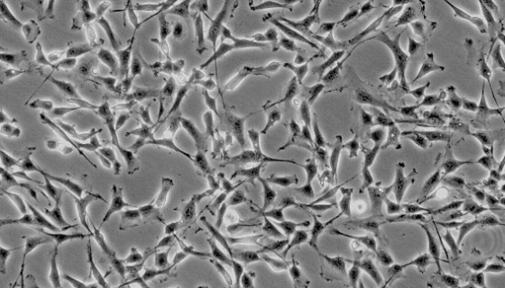 小鼠胎儿真皮成纤维细胞提取物的知识与应用研究！