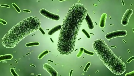微生物力量：抑菌芽孢杆菌的应用前景与发展趋势！