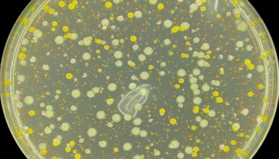 浅黄色假单胞菌：用于研究和生产及产脂肪酶！
