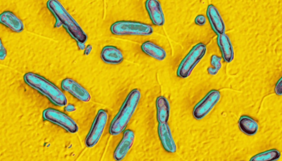 浅黄绿假单胞菌的菌株培养与实验方法及使用范围！