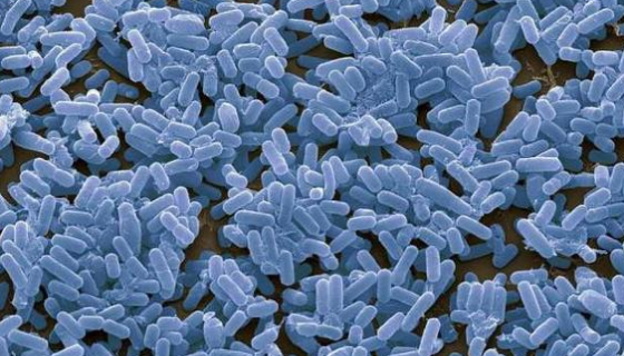 哈茨木霉菌與枯草芽孢桿菌的區(qū)別與功能及作用！