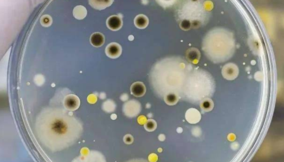 淡紫拟青霉与淡紫紫孢菌的区别及作用与使用介绍！
