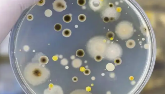 微生物食品车间常见霉菌的种类与作用及用途！