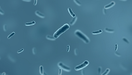 ATCC BAA-125耐盐芽孢杆菌的培养方法与实验内容！