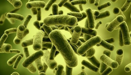 幾乎無(wú)所不能的益生菌：嗜酸乳桿菌的作用與應(yīng)用！