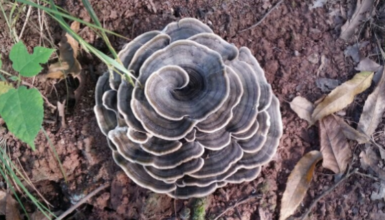 木蹄層孔菌的形態(tài)特征與生長環(huán)境及性狀鑒別！