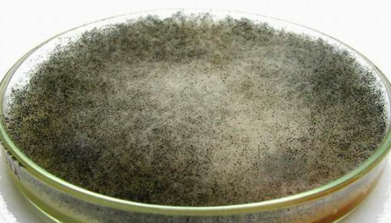 蓋姆斯木霉的特點與優(yōu)勢及微生物菌種培養(yǎng)方法！