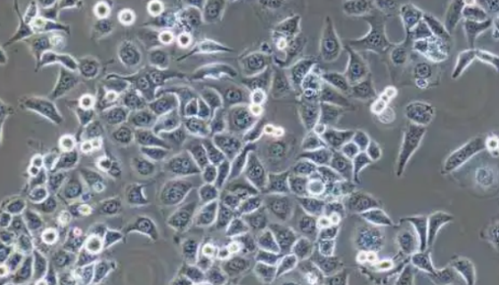 大鼠骨髓間充質(zhì)干細(xì)胞完全培養(yǎng)基的應(yīng)用及相關(guān)研究！