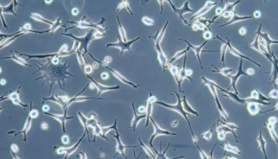復(fù)制腦細(xì)胞控制環(huán)境的能力：神經(jīng)元新計算模型或產(chǎn)生更強(qiáng)大AI