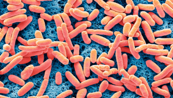 蒂莫醫(yī)院馬賽菌：具體用途為耐鹽機(jī)制的研究