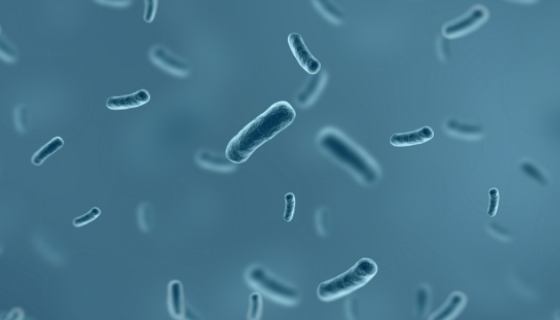 ATCC 51191 具核梭桿菌動(dòng)物亞種的微生物培養(yǎng)方法！