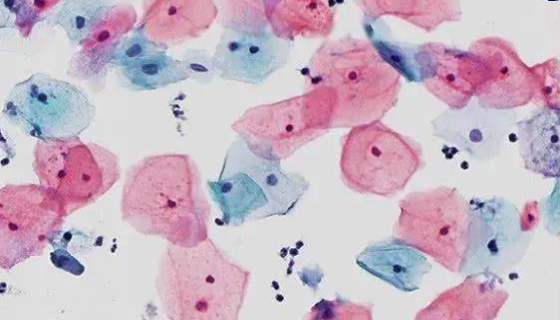 研究發(fā)現(xiàn)新技術(shù)基因魔剪將B細(xì)胞變成抗體工廠！