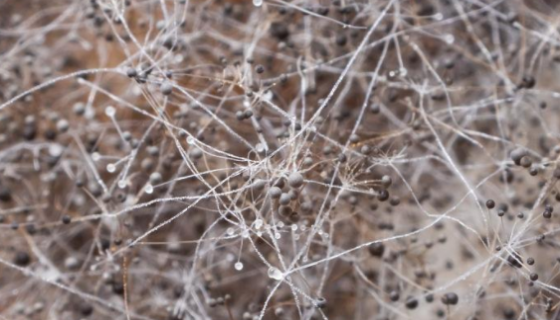 大豆慢生根瘤菌的形態(tài)與培養(yǎng)特征及注意事項有哪些？