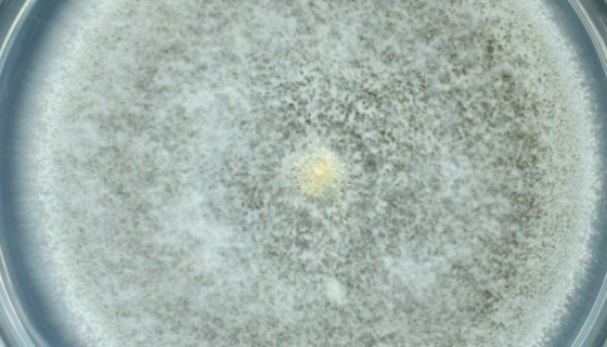 食線蟲真菌少孢節(jié)叢孢的作用與培養(yǎng)及應(yīng)用研究！