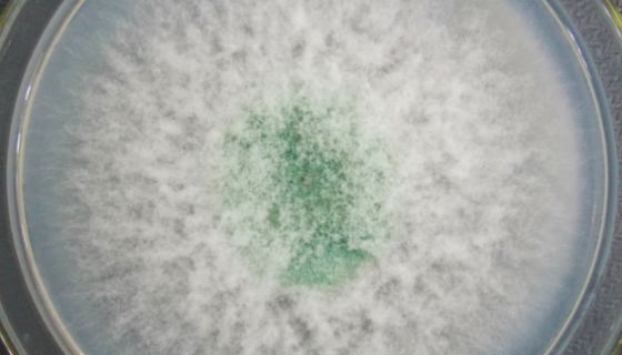 尖孢鐮孢菌的識別特征與生物現(xiàn)狀及培養(yǎng)注意事項(xiàng)！