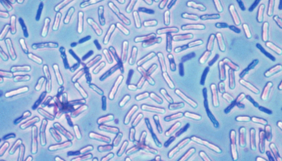 枯草芽孢桿菌表達(dá)系統(tǒng)的基本結(jié)構(gòu)與優(yōu)缺點(diǎn)及應(yīng)用進(jìn)展！