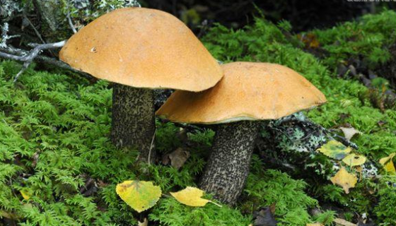 暗褐網(wǎng)柄牛肝菌的形態(tài)特征與主要價(jià)值及注意事項(xiàng)！