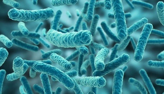 農(nóng)業(yè)用枯草芽孢桿菌的作用及可以防治的病害有哪些？