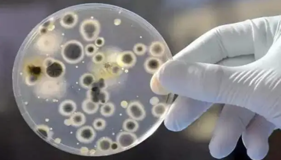 不吸水鏈霉菌梧州亞種：用于生產(chǎn)抗生素梧寧霉素