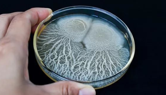 果生假絲酵母：主要用途為產(chǎn)酶微生物和植酸酶