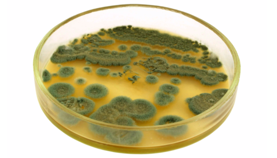頂頭孢霉：主要用于土壤微生物資源調(diào)查及分類(lèi)學(xué)研究